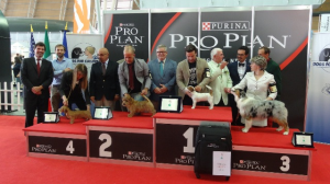 L’edizione 2014 della PRO PLAN CUP proclama vincitore il cucciolo di Jack Russel  giudicato il piu’ bello tra i 3.000 cani di oltre 200 razze