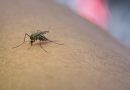 West Nile Virus: come si manifesta e come proteggersi