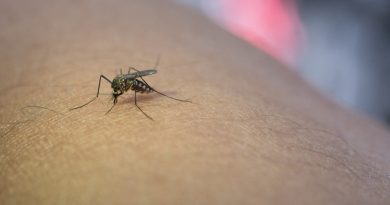 West Nile Virus: come si manifesta e come proteggersi