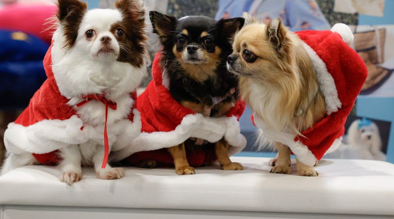 A Torino la Christmas Edition di Quattrozampeinfiera